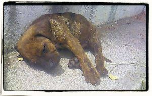 Over Dog Rescue Greece 04 achtergelaten