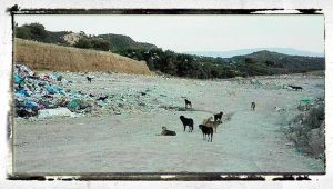 Over Dog Rescue Greece 05 vuilnisbelt 1