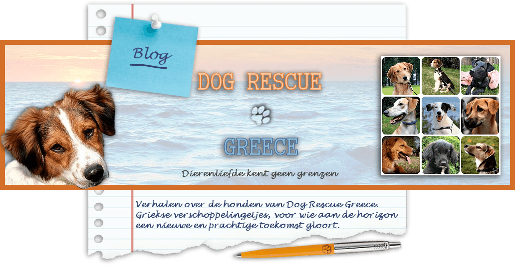 Dog Rescue Greece blogs archief