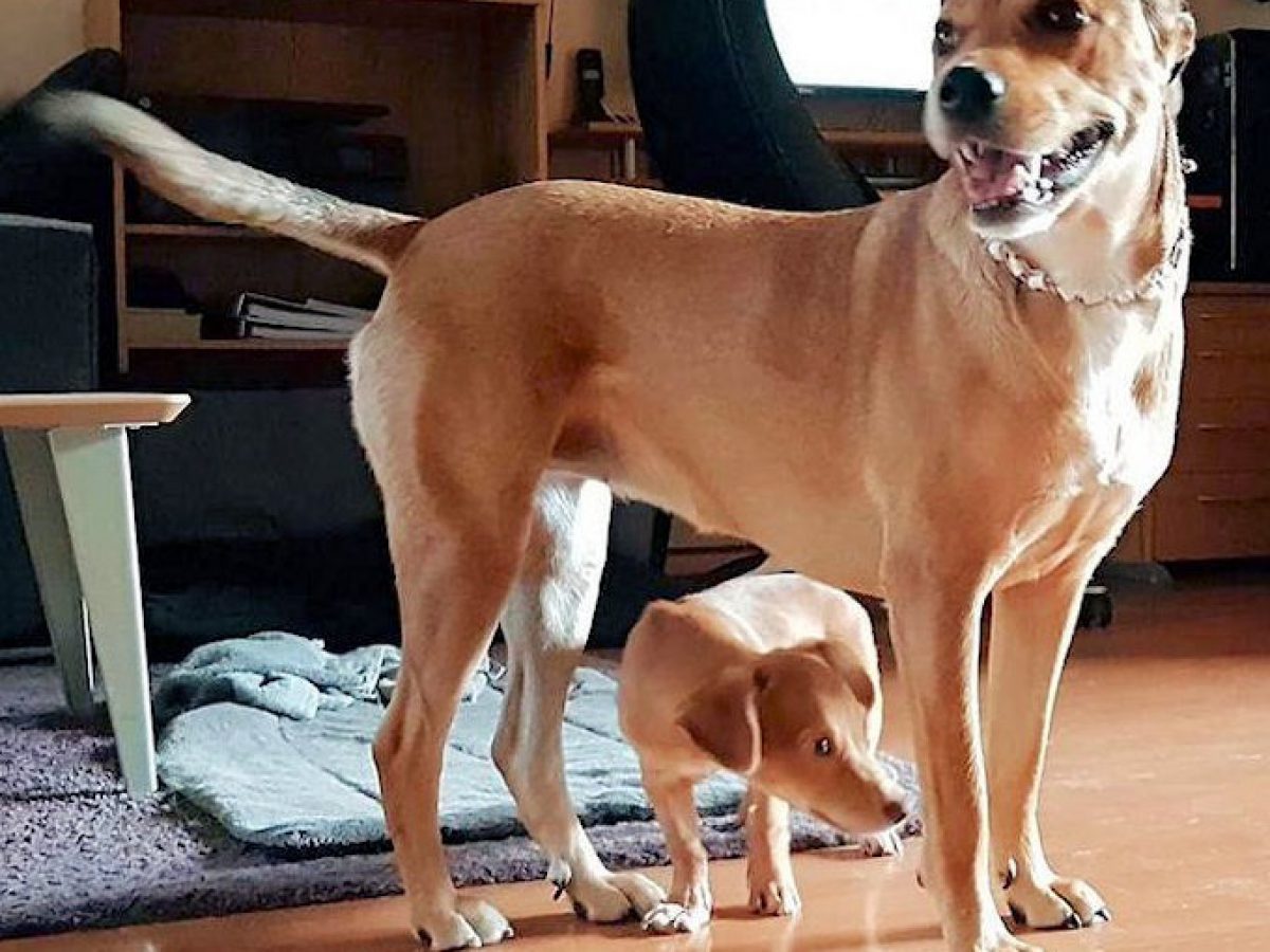 Interessant balans Verwisselbaar Hoe groot wordt de hond? - Dog Rescue Greece