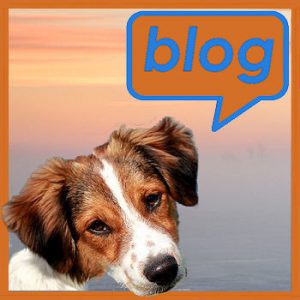 Homepage 09 Blogs