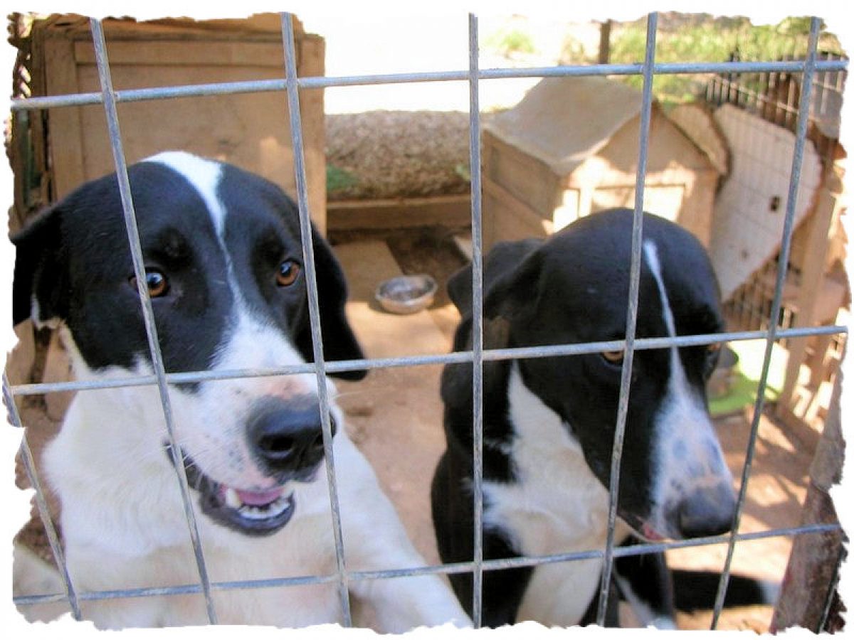 aansporing gijzelaar Hangen Waarom een buitenlandse hond - Dog Rescue Greece