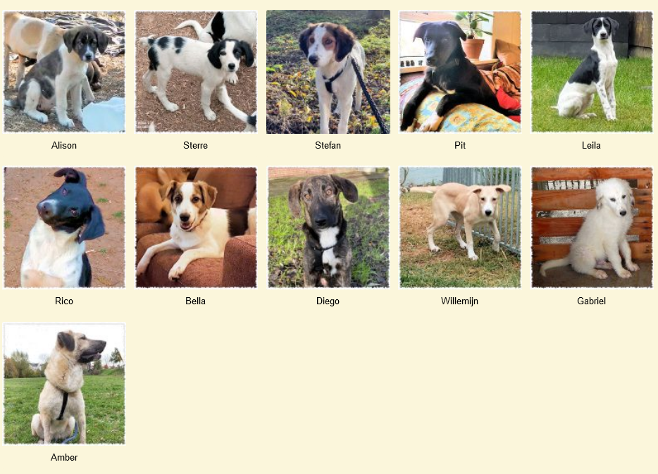 Screenshot 2022 03 31 at 21 48 24 Geadopteerde honden
