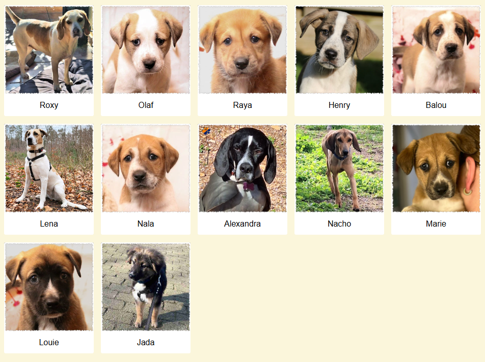 Geadopteerde honden 02 2025a Dog Rescue Greece