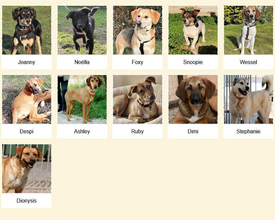 Geadopteerde honden 03 2025 Dog Rescue Greece