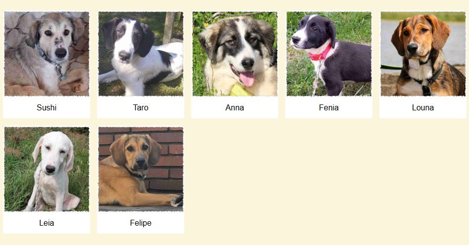 Geadopteerde honden 06 2025 Dog Rescue Greece