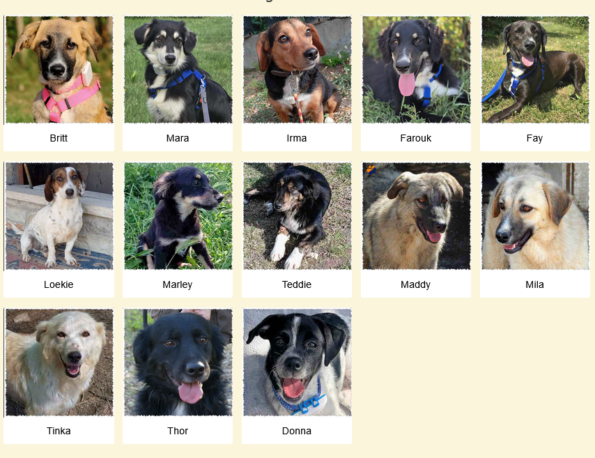 Geadopteerde honden Dog Rescue Greece 10 2025