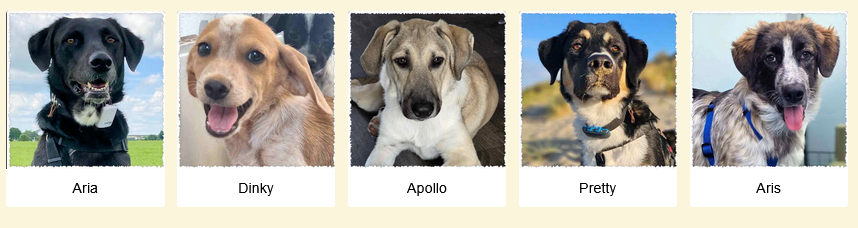 Geadopteerde honden Dog Rescue Greece 09 2025