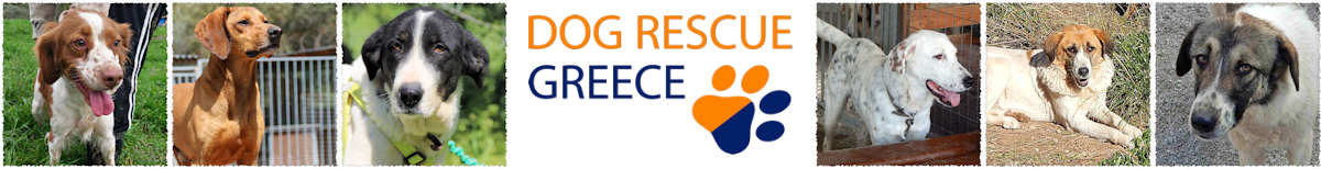 Dog Rescue Greece Dog Rescue Greece