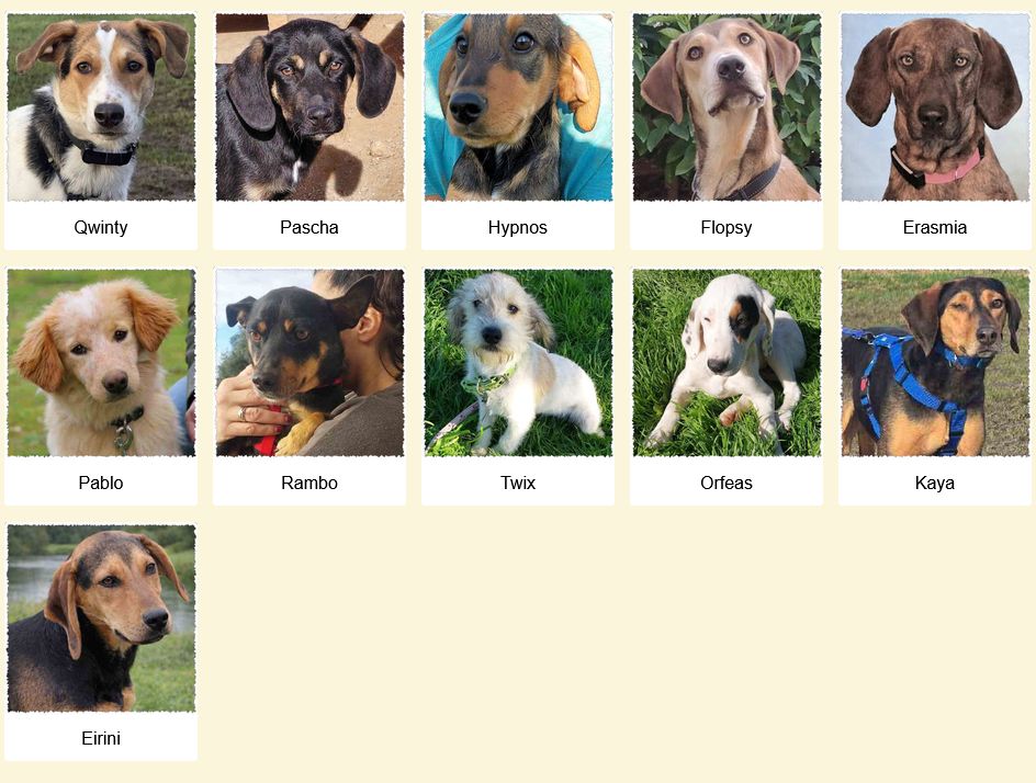 Geadopteerde honden Dog Rescue Greece 02 2026