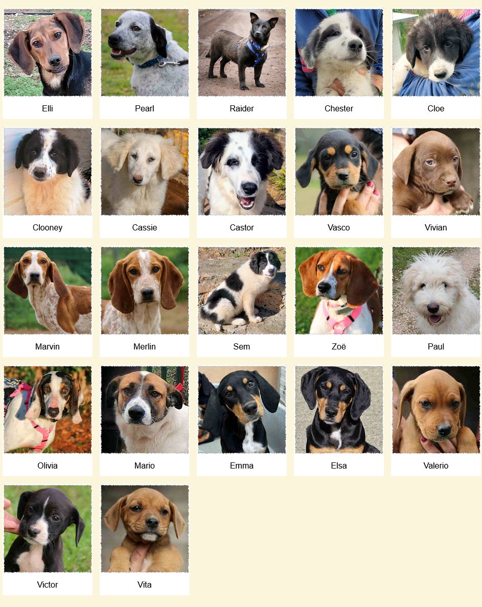 Geadopteerde honden Dog Rescue Greece 03 2026
